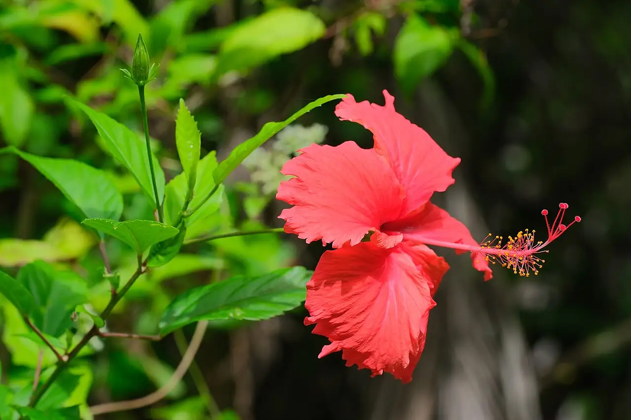 朱槿 (Hibiscus rosa-sinensis) — 主图