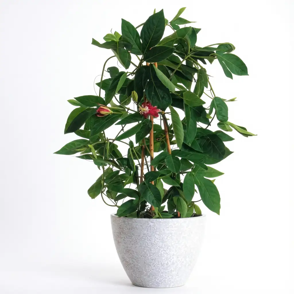 总状花西番莲 (Passiflora racemosa) — 细节