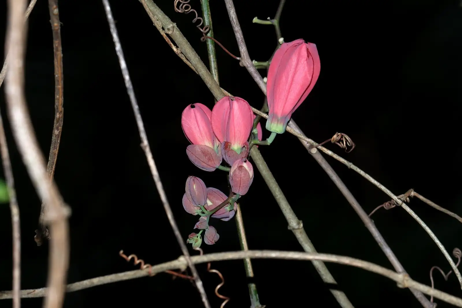 总状花西番莲 (Passiflora racemosa) — 特写