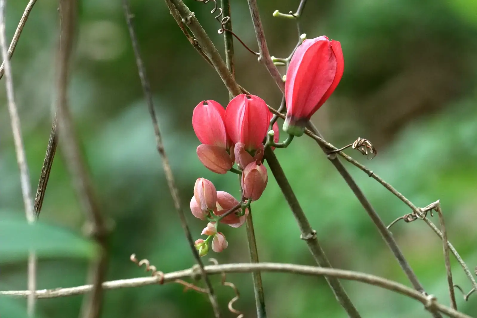 总状花西番莲 (Passiflora racemosa) — 主图