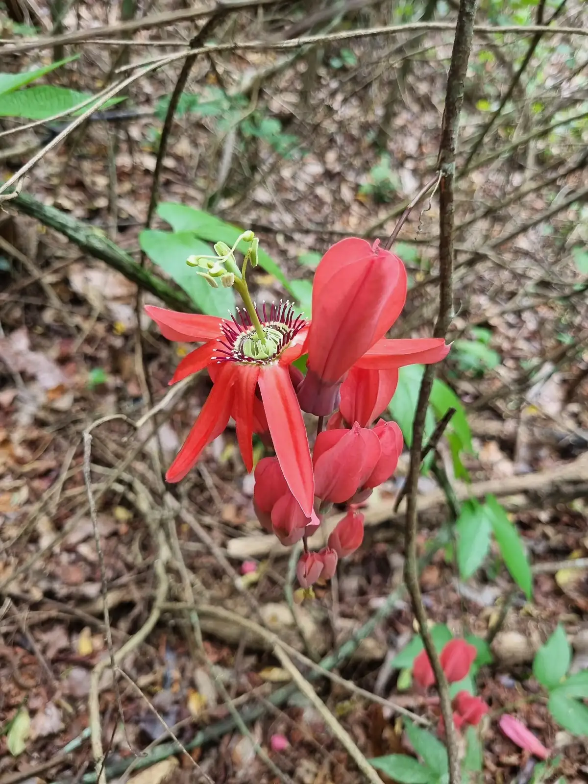 总状花西番莲 (Passiflora racemosa) — 环境展示