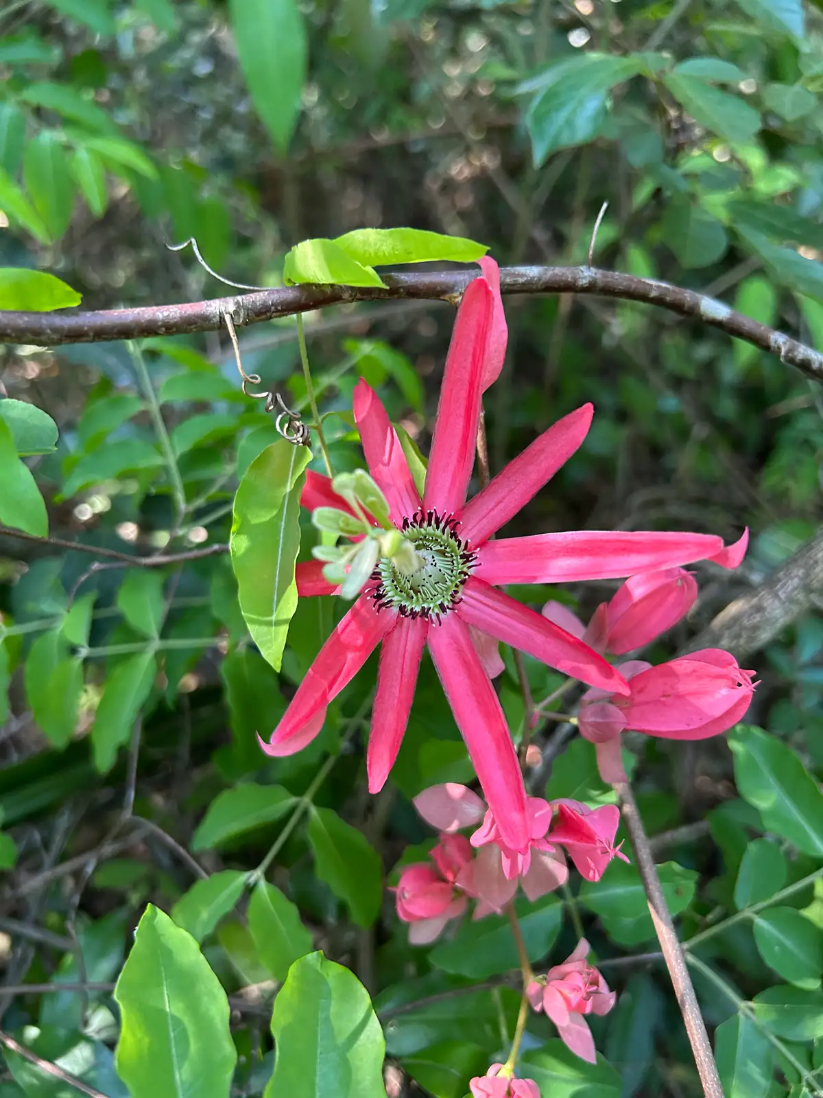 总状花西番莲 (Passiflora racemosa) — 更多视角