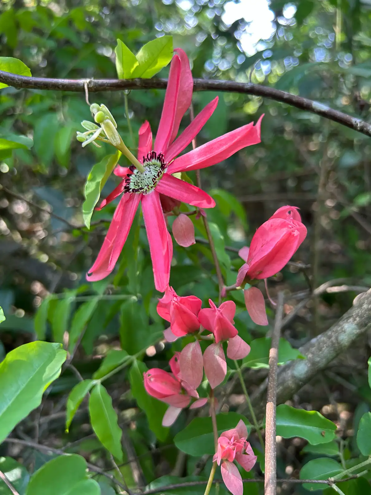 总状花西番莲 (Passiflora racemosa) — 更多视角