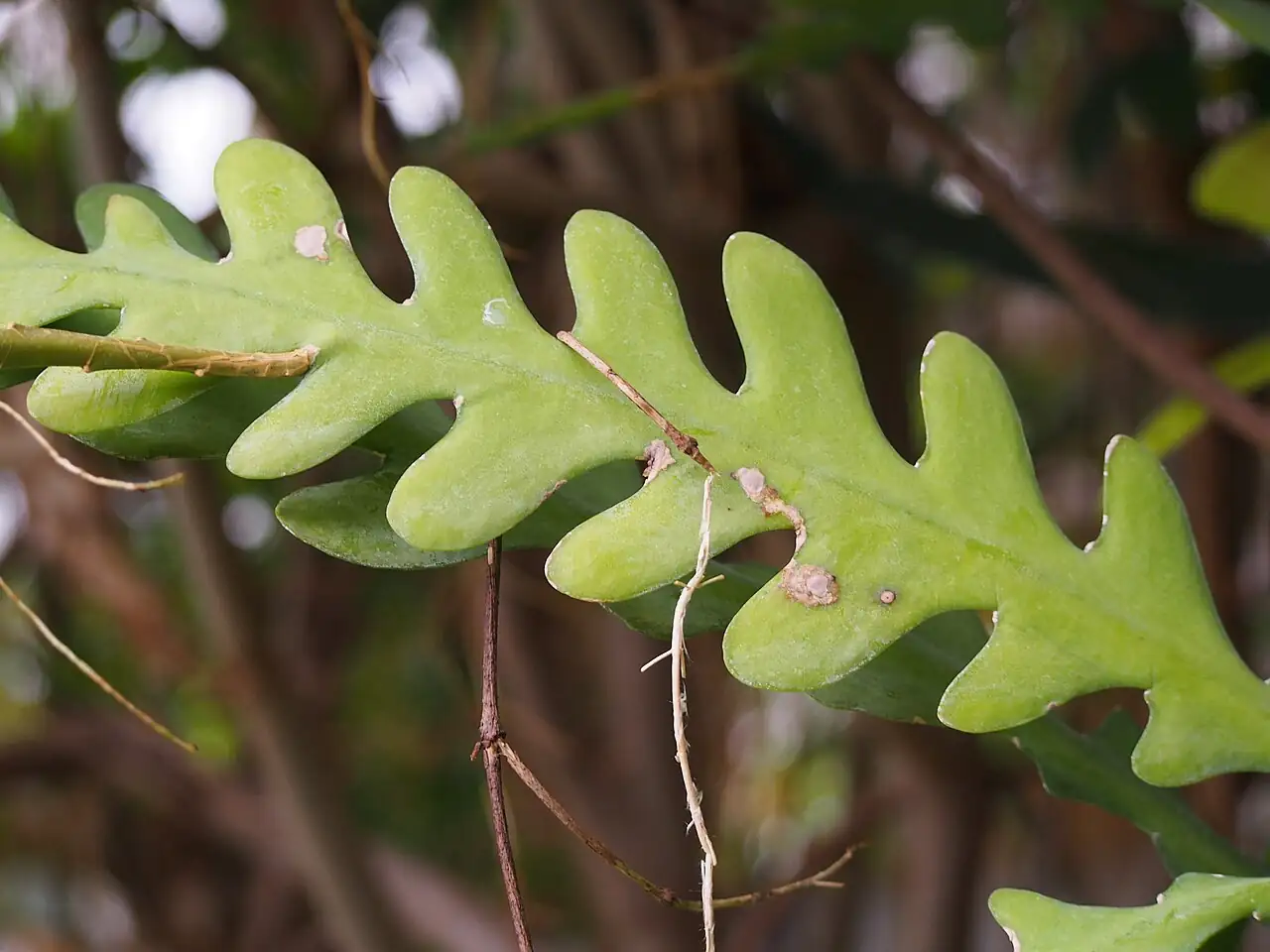 锯齿昙花 (Disocactus anguliger) — 主图