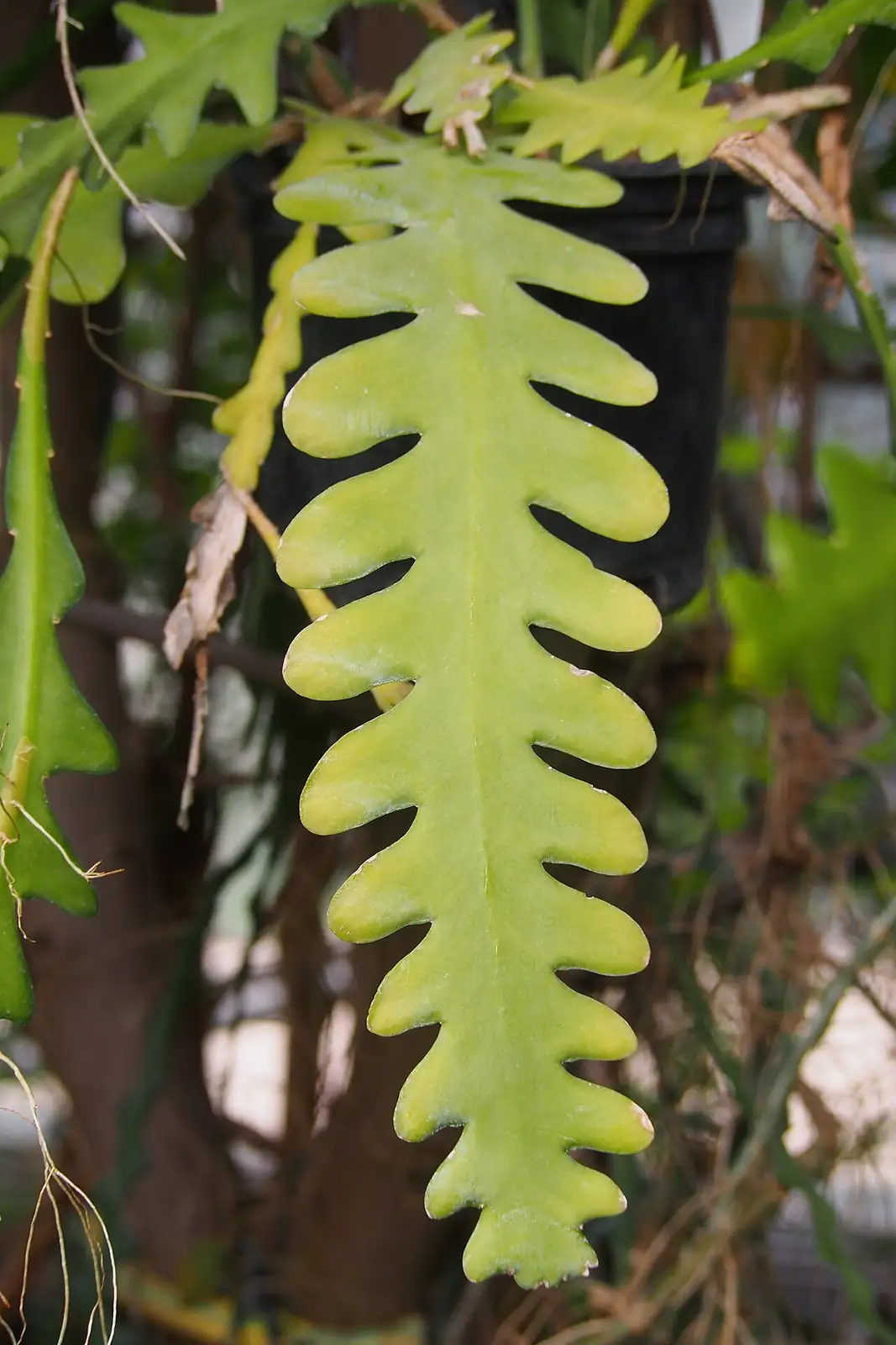 锯齿昙花 (Disocactus anguliger) — 特写