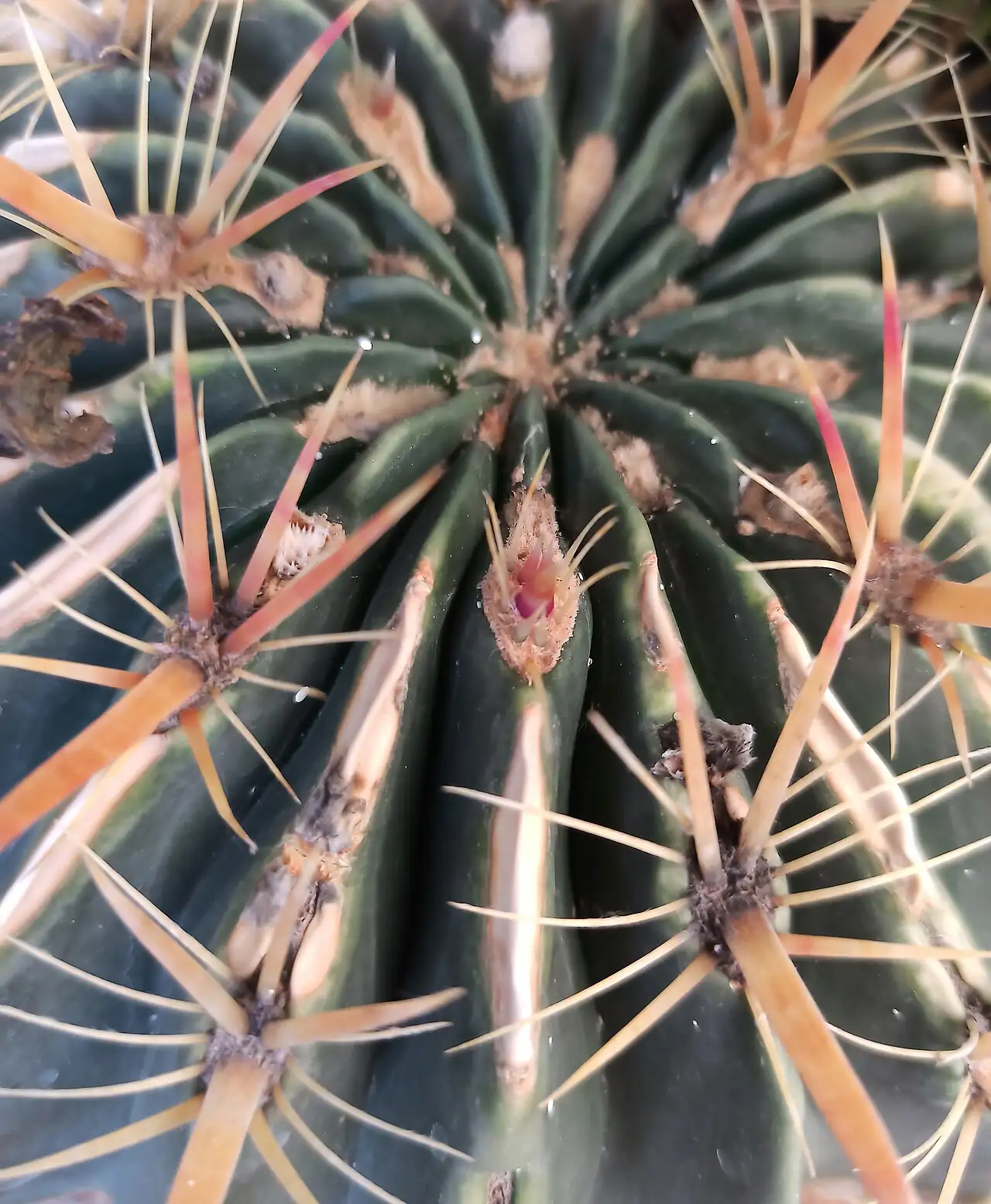 日出丸 (Ferocactus latispinus) — 细节