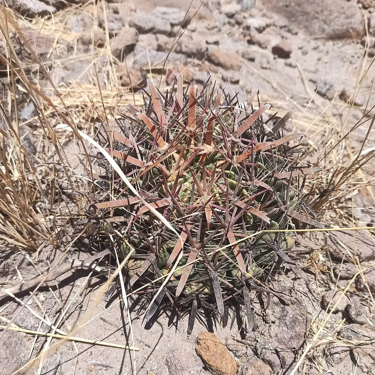 日出丸 (Ferocactus latispinus) — 特写
