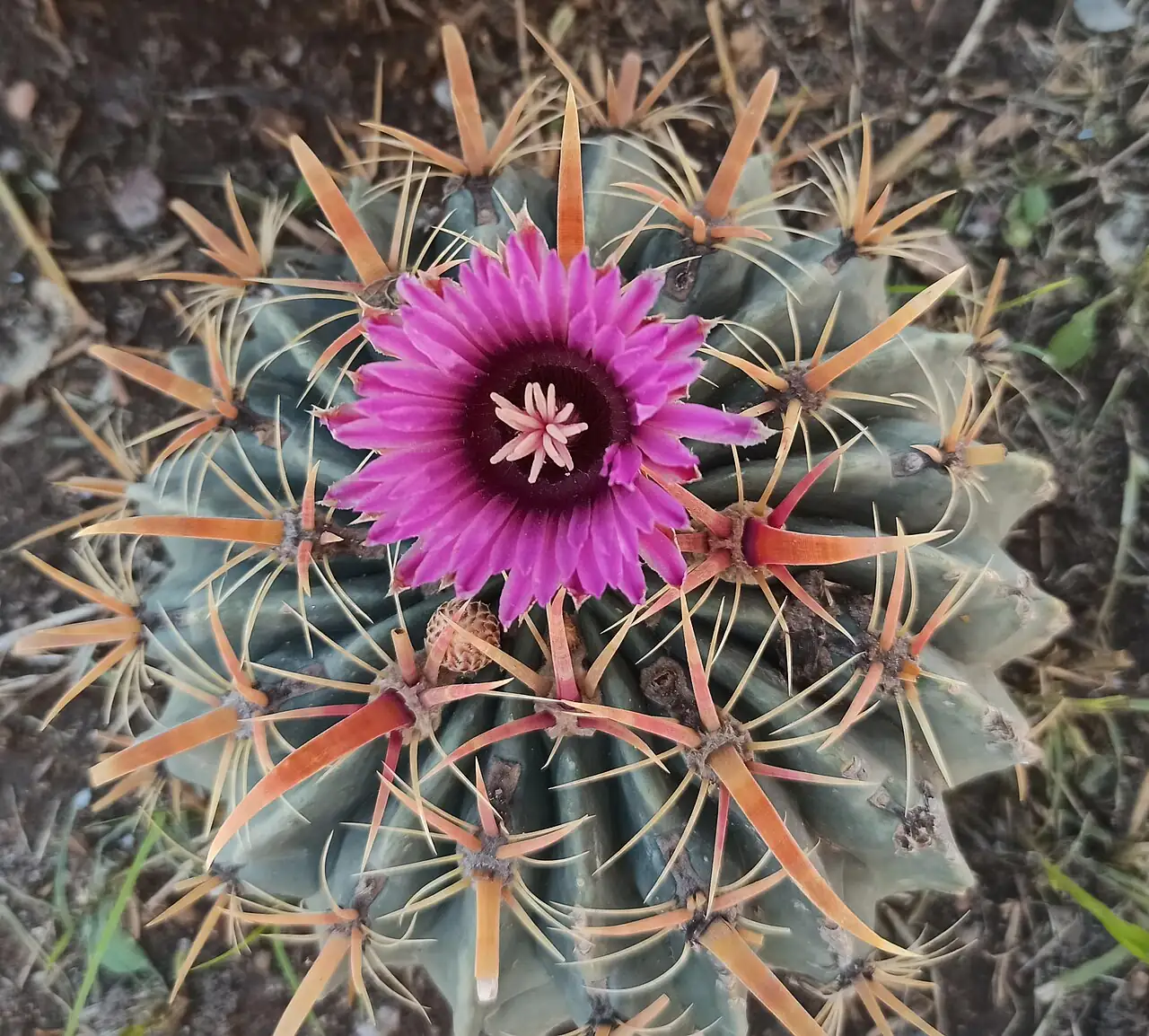 日出丸 (Ferocactus latispinus) — 环境展示
