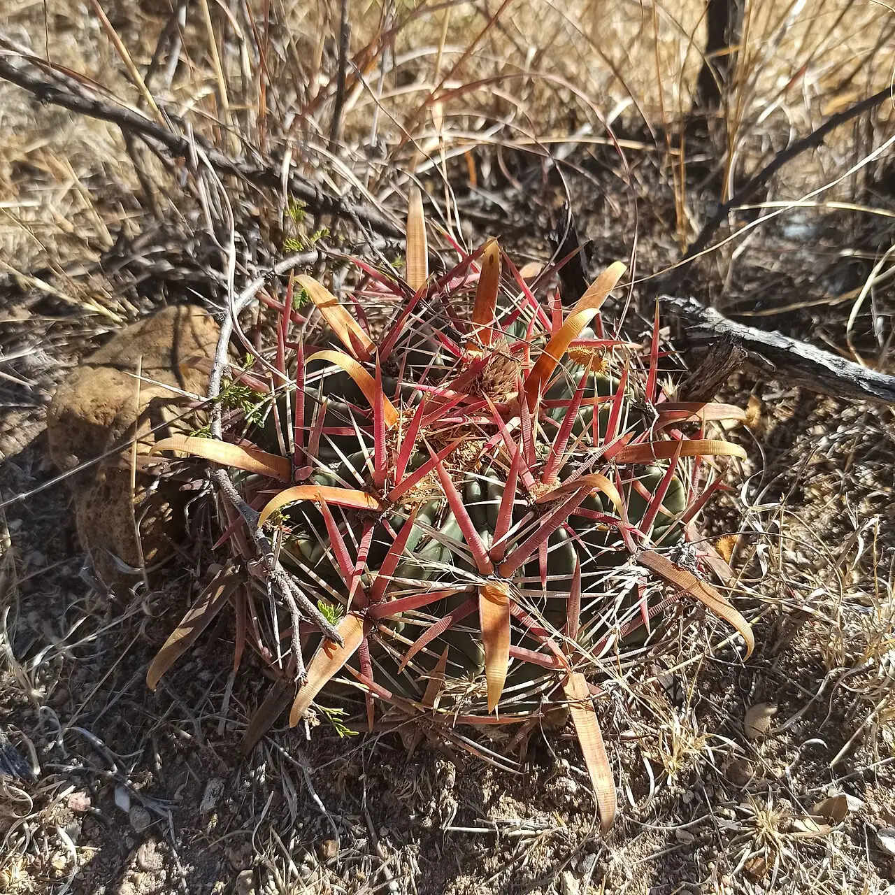 日出丸 (Ferocactus latispinus) — 更多视角
