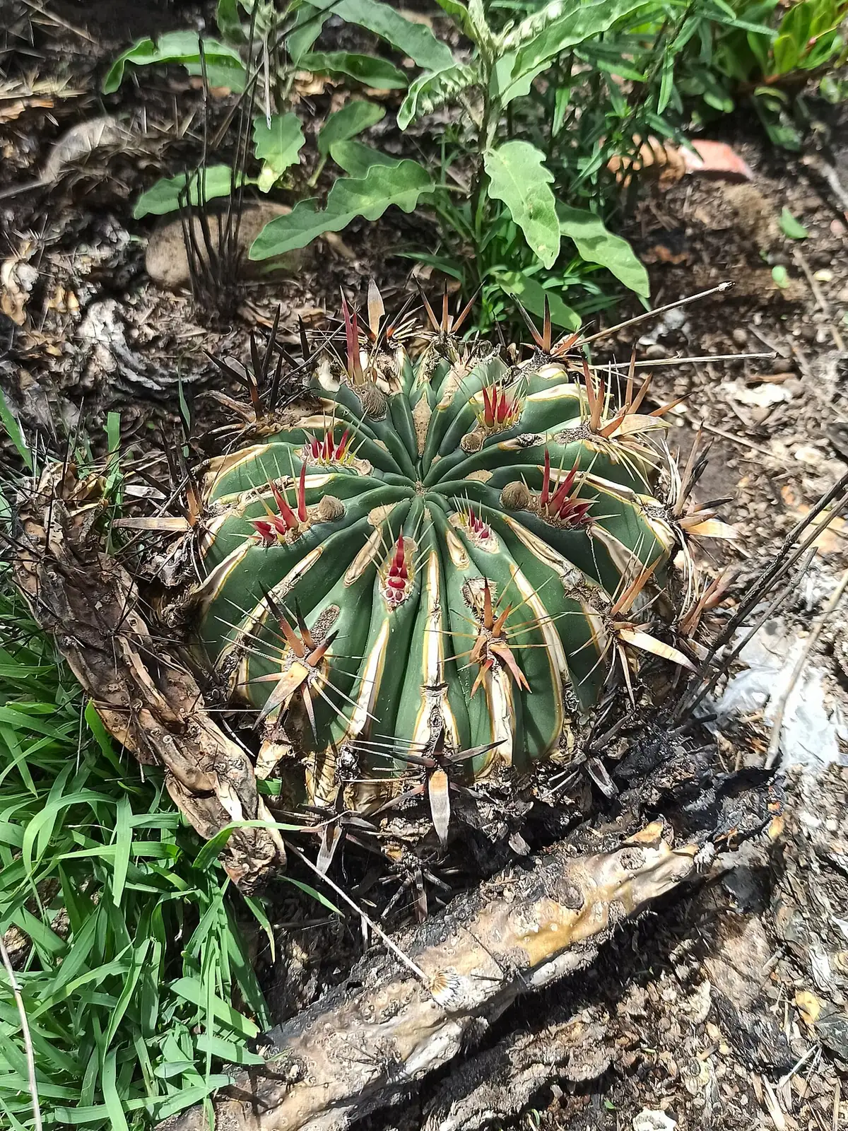 日出丸 (Ferocactus latispinus) — 更多视角