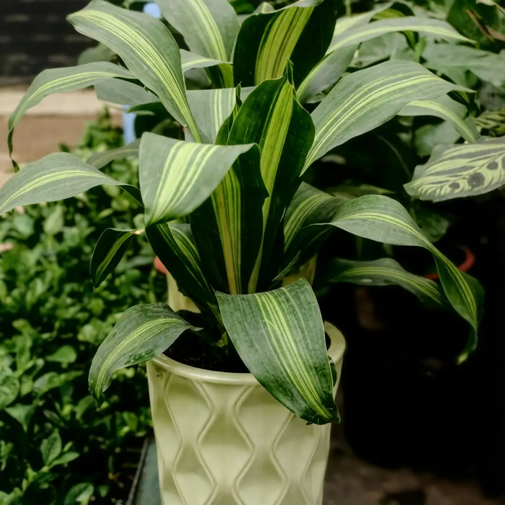 巴西木 (Dracaena fragrans) — 环境展示