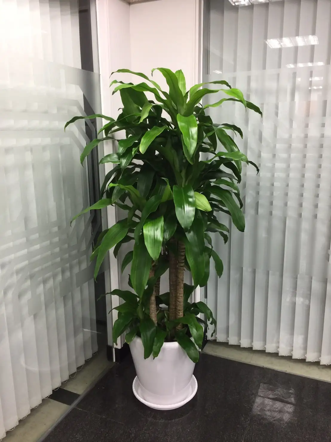 巴西木 (Dracaena fragrans) — 更多视角