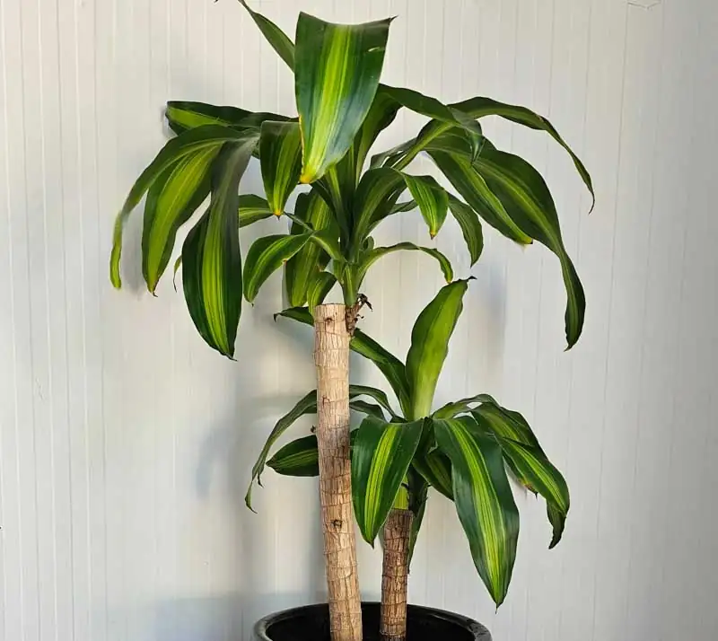 巴西木 (Dracaena fragrans) — 更多视角