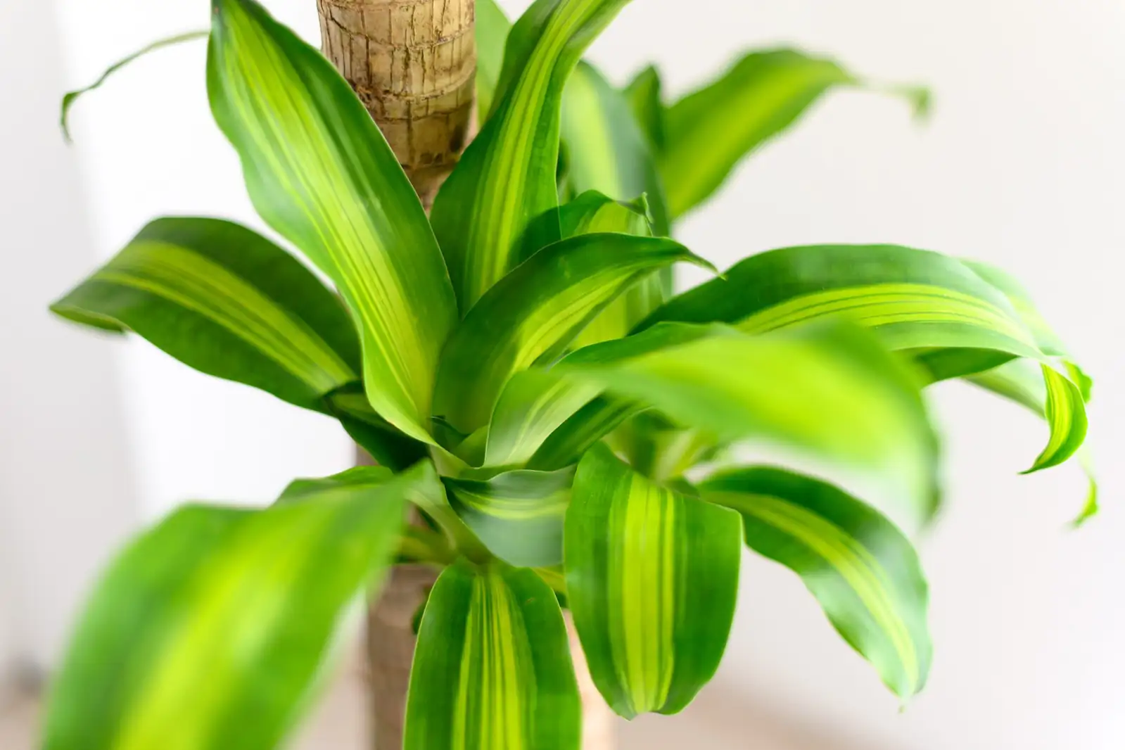 巴西木 (Dracaena fragrans) — 细节