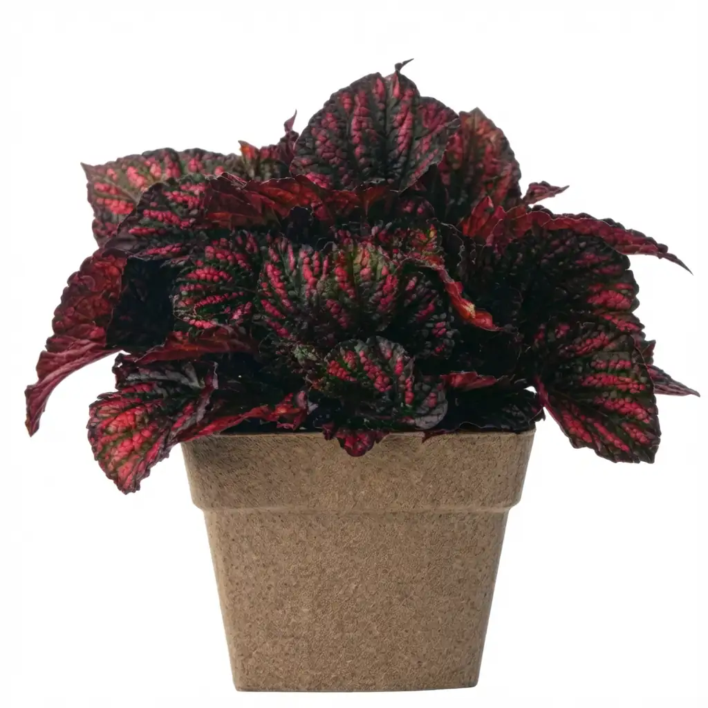 观叶秋海棠 (Begonia rex) — 细节