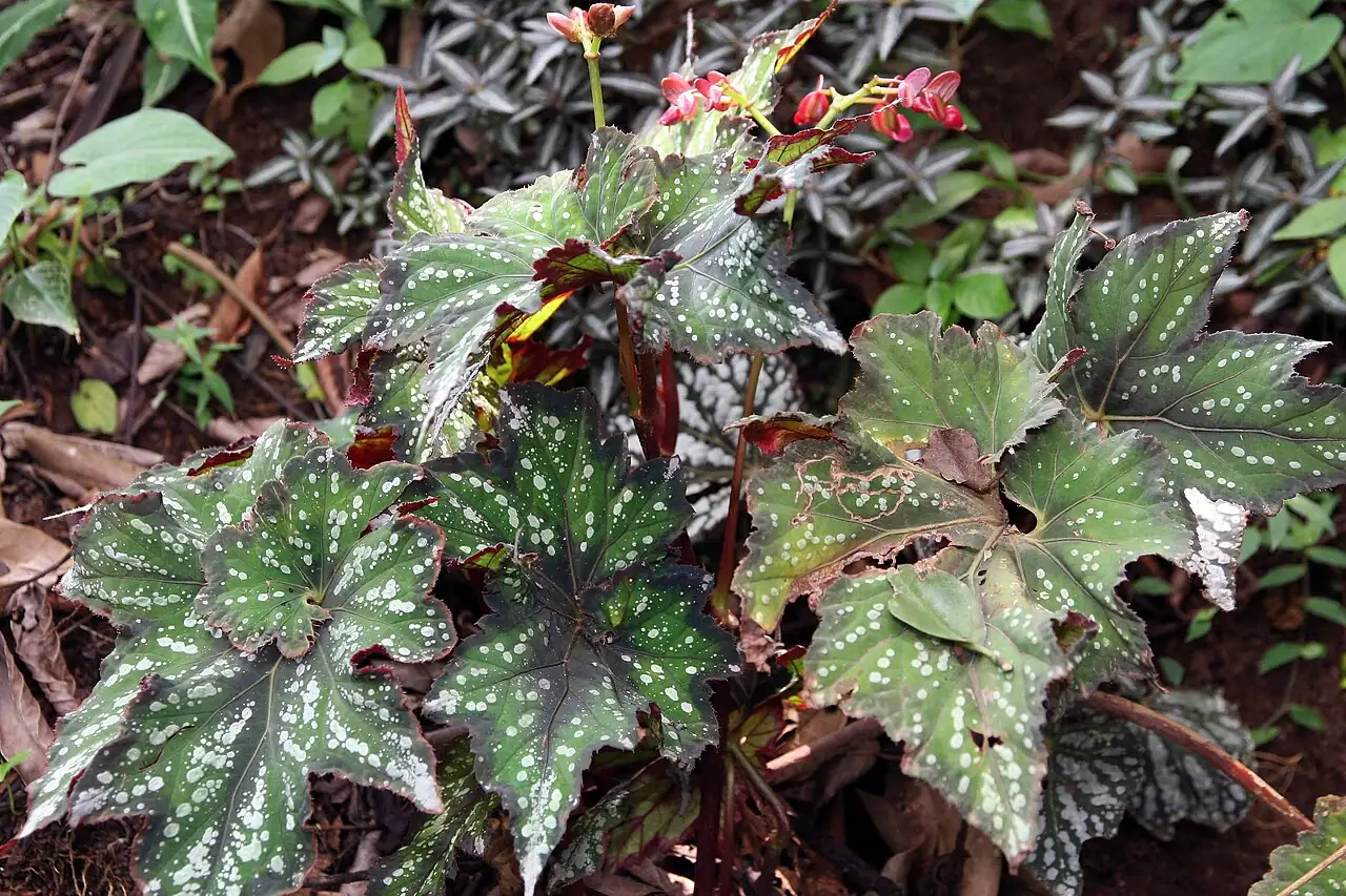 观叶秋海棠 (Begonia rex) — 主图