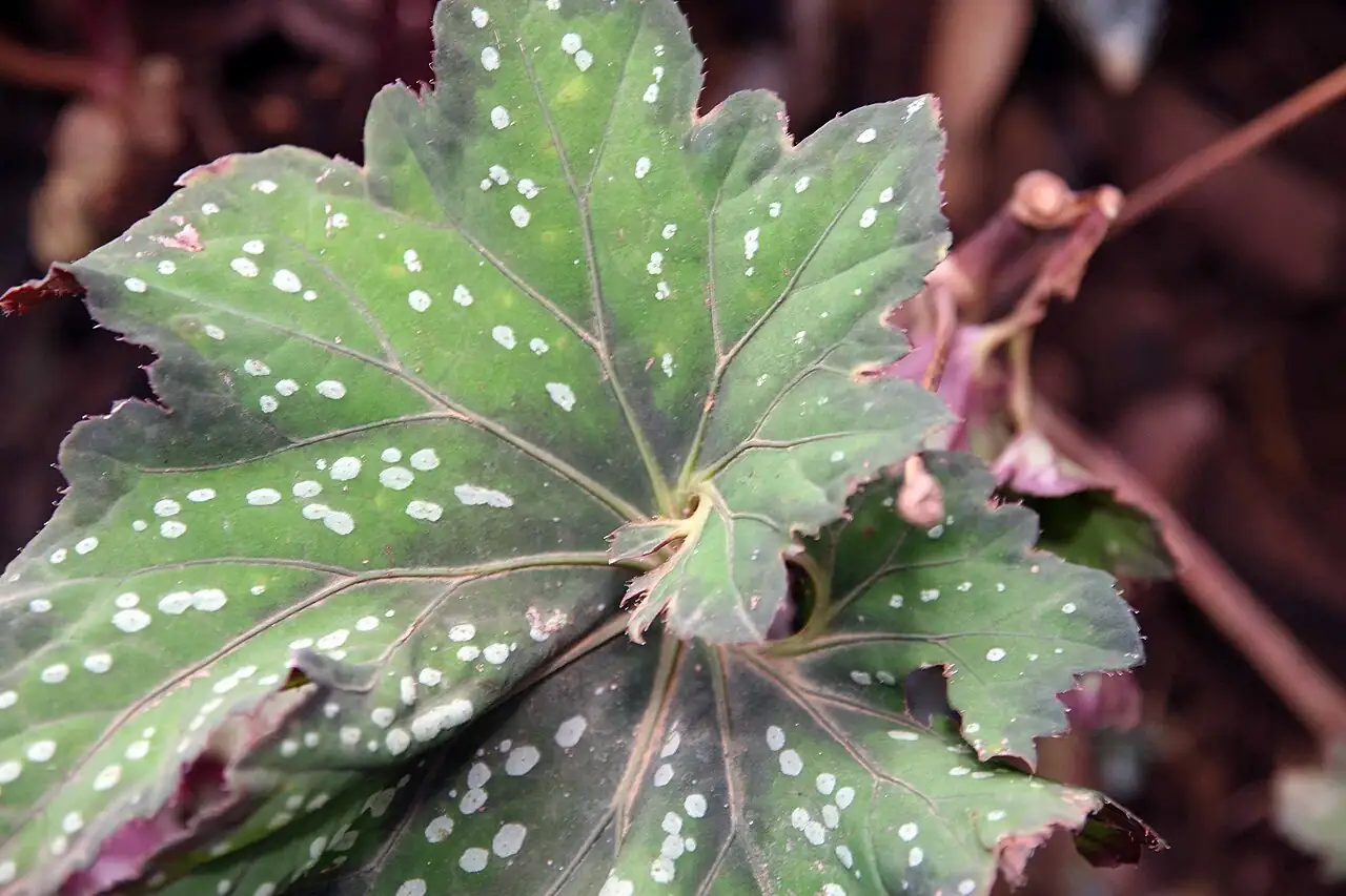 观叶秋海棠 (Begonia rex) — 特写