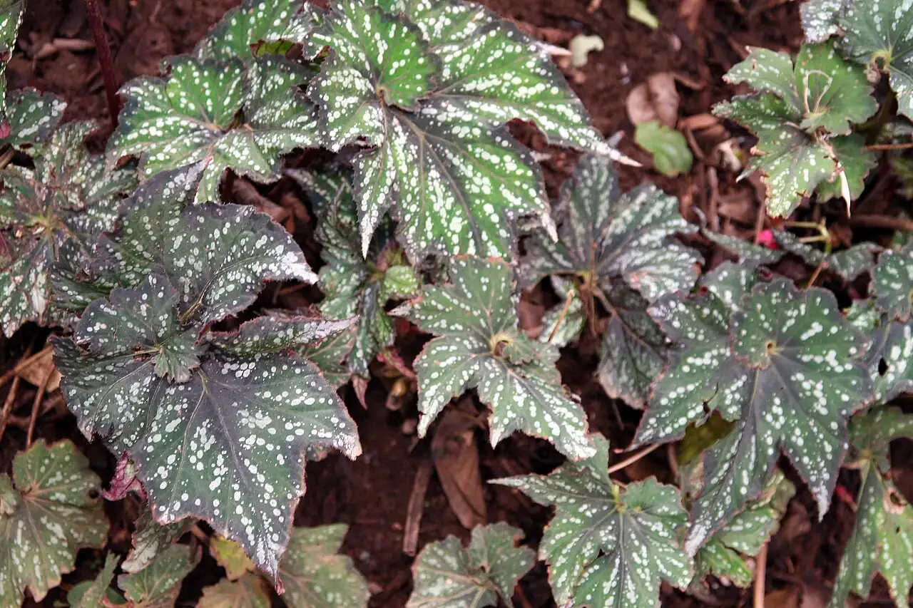 观叶秋海棠 (Begonia rex) — 环境展示