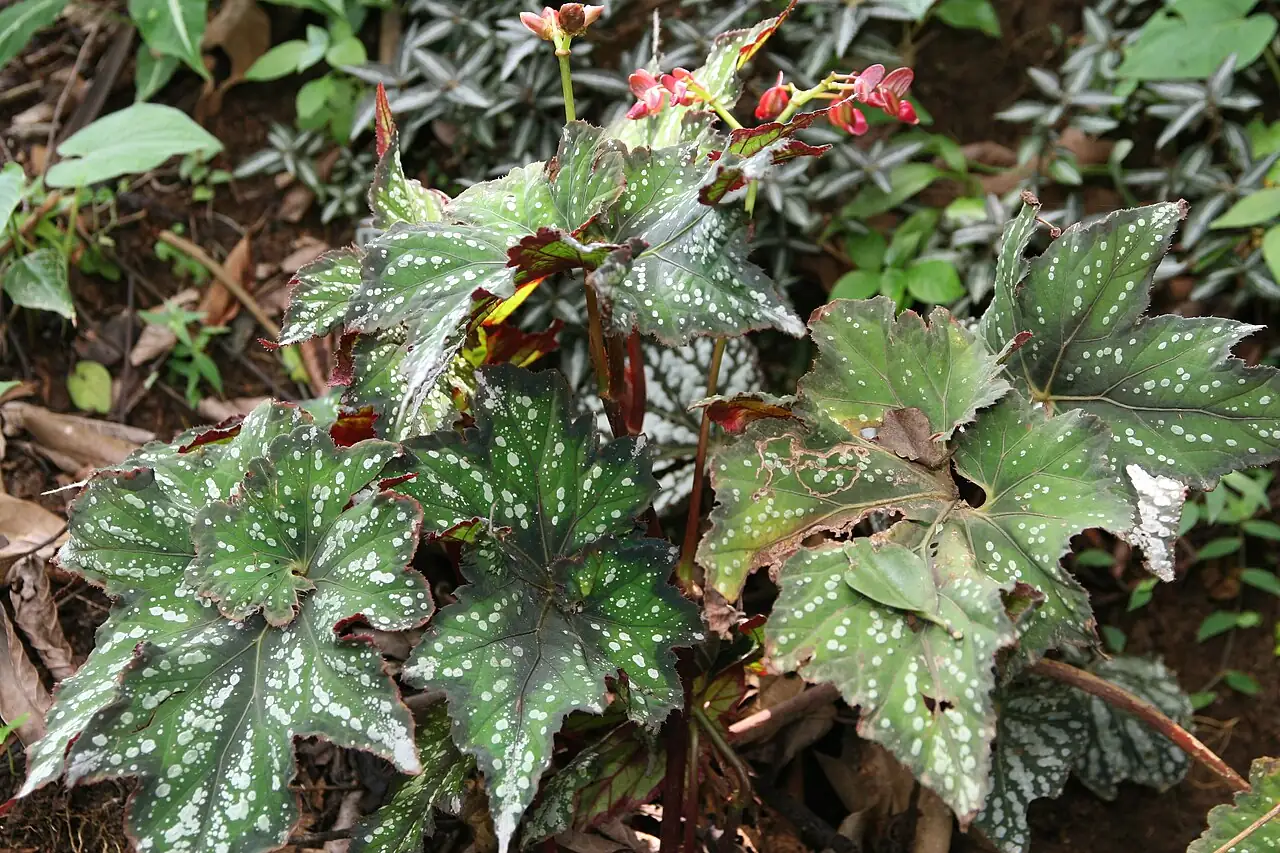 观叶秋海棠 (Begonia rex) — 更多视角