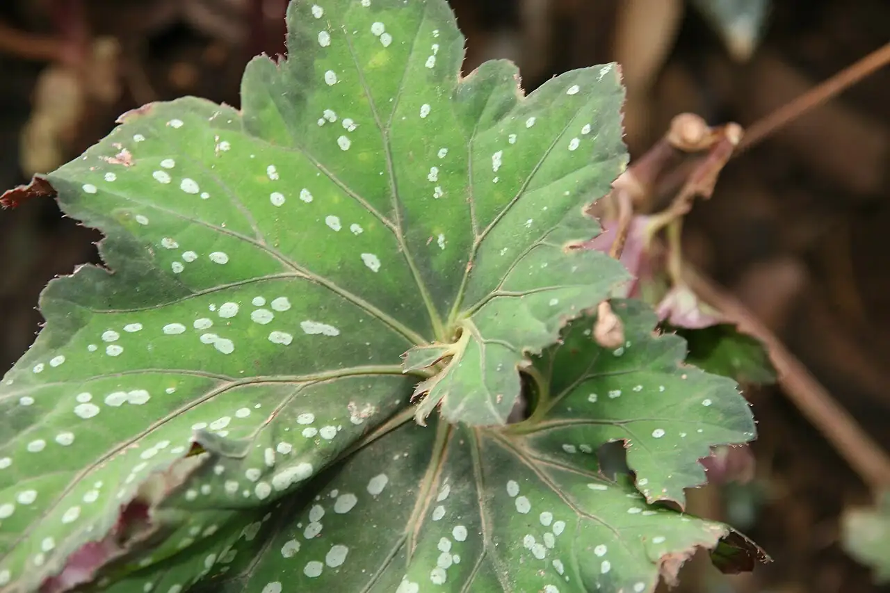 观叶秋海棠 (Begonia rex) — 更多视角