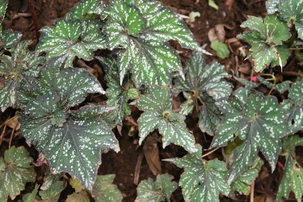 观叶秋海棠 (Begonia rex) — 更多视角