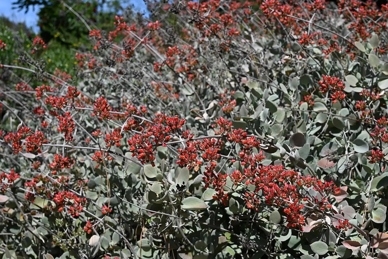 白银之舞 (Kalanchoe bracteata) — 细节