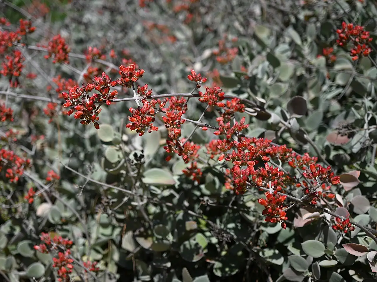白银之舞 (Kalanchoe bracteata) — 特写
