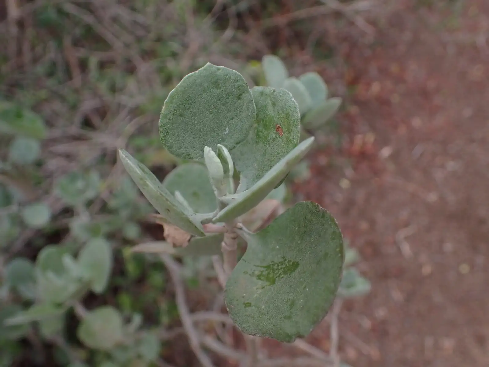 白银之舞 (Kalanchoe bracteata) — 环境展示