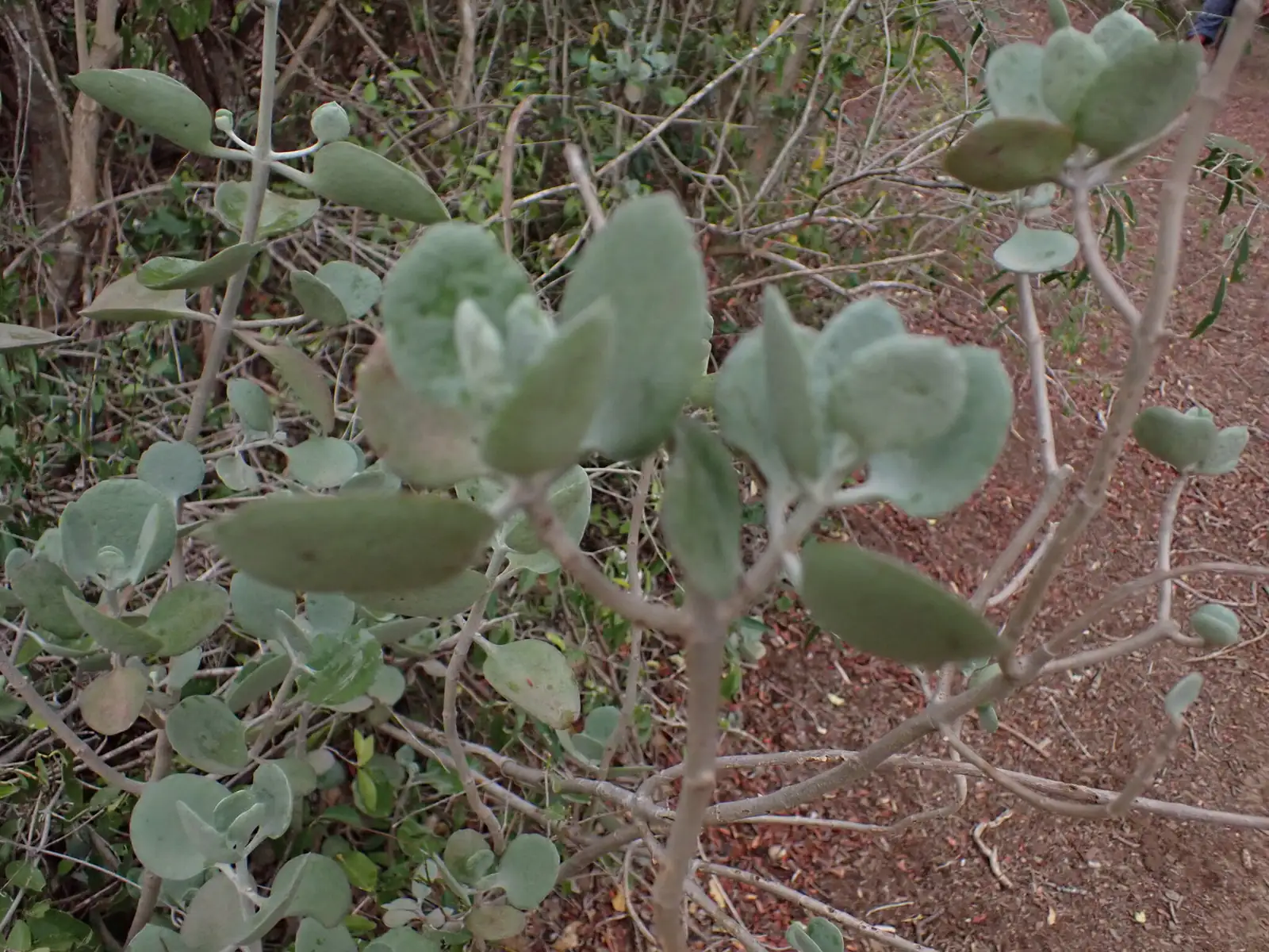 白银之舞 (Kalanchoe bracteata) — 更多视角