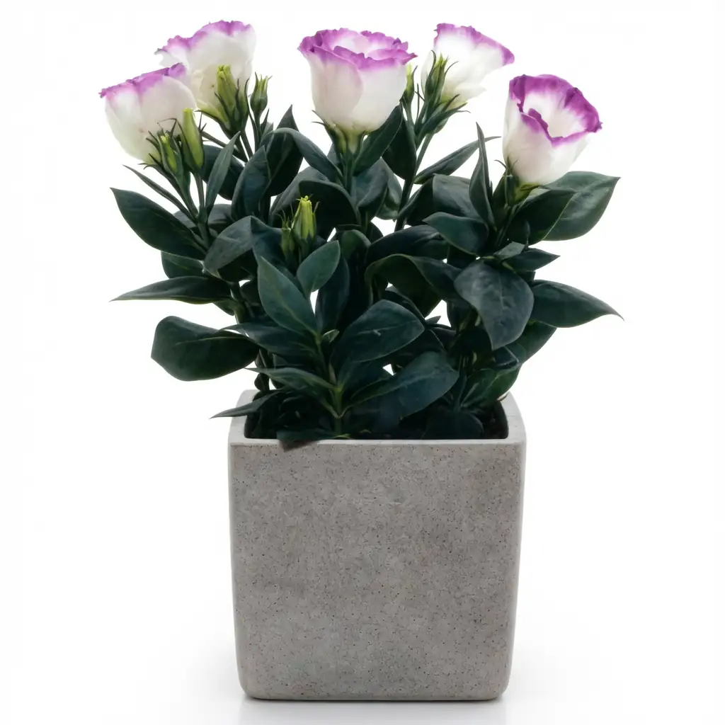 洋桔梗 (Eustoma grandiflorum) — 细节