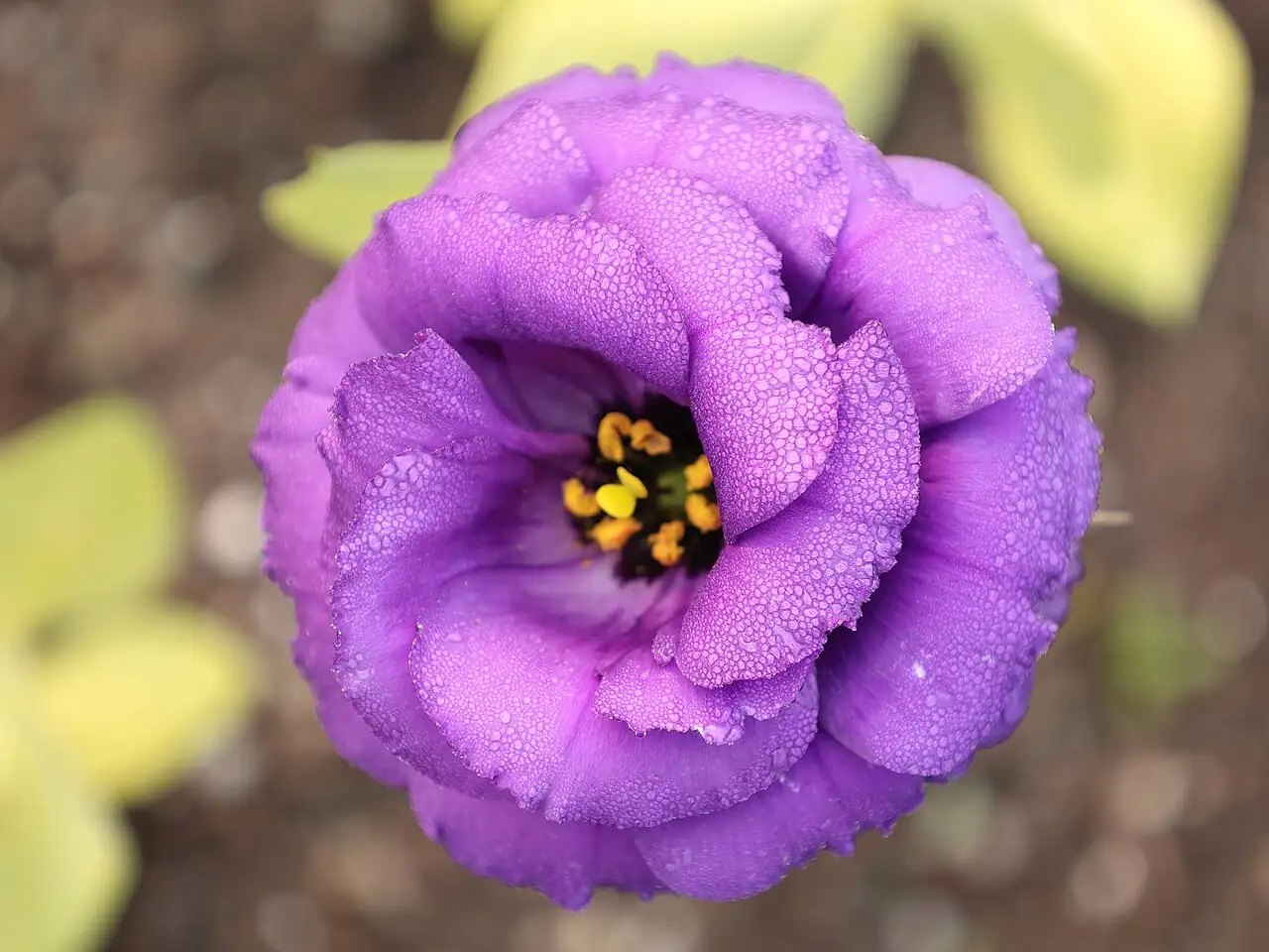 洋桔梗 (Eustoma grandiflorum) — 特写