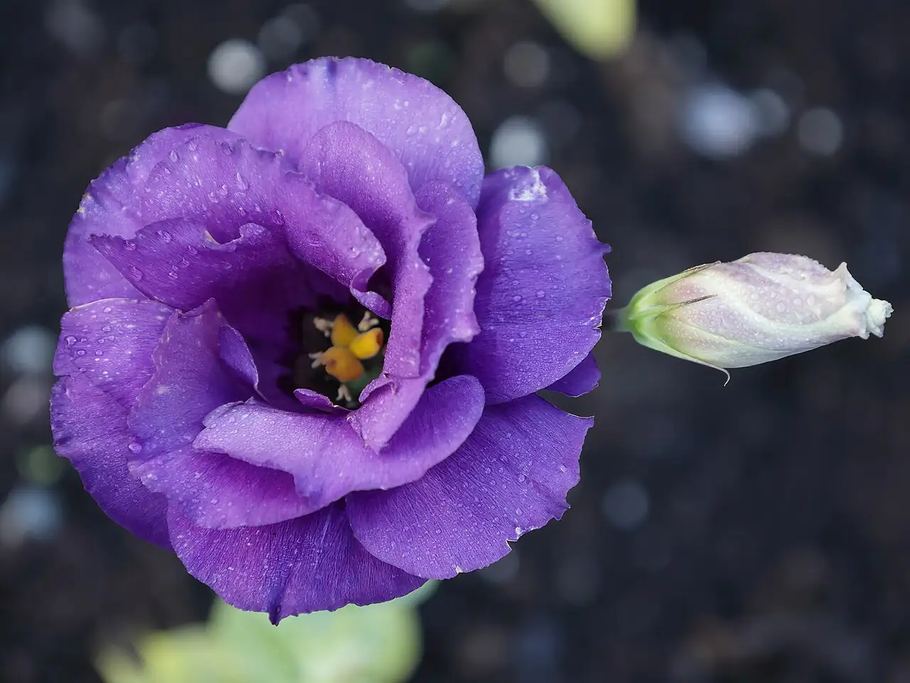 洋桔梗 (Eustoma grandiflorum) — 环境展示