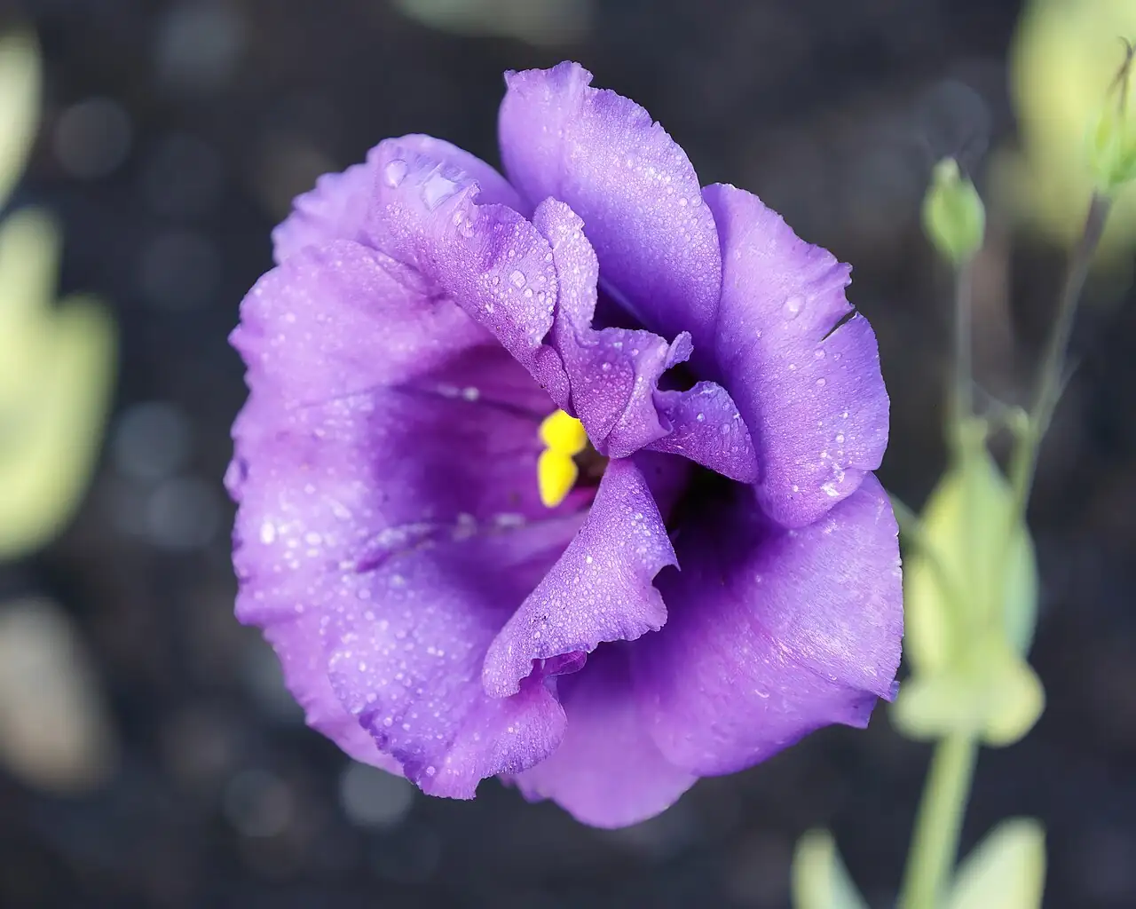 洋桔梗 (Eustoma grandiflorum) — 主图