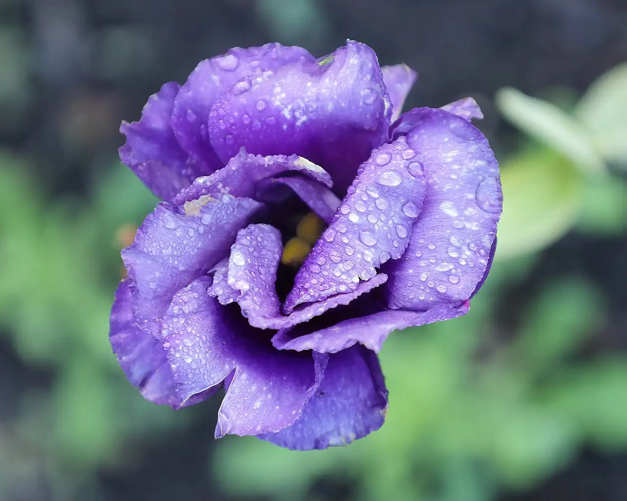 洋桔梗 (Eustoma grandiflorum) — 更多视角