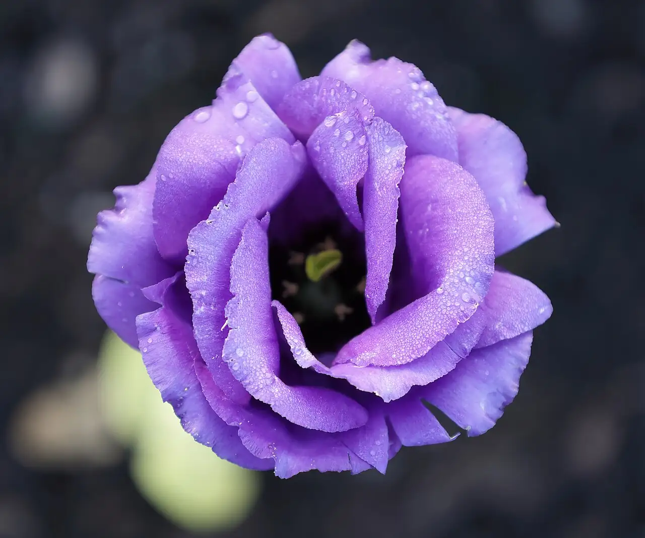 洋桔梗 (Eustoma grandiflorum) — 更多视角