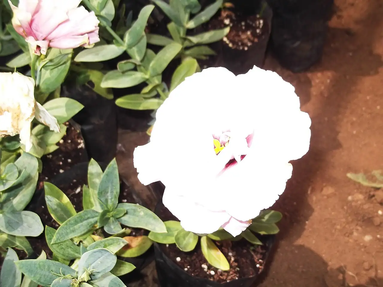 洋桔梗 (Eustoma grandiflorum) — 更多视角