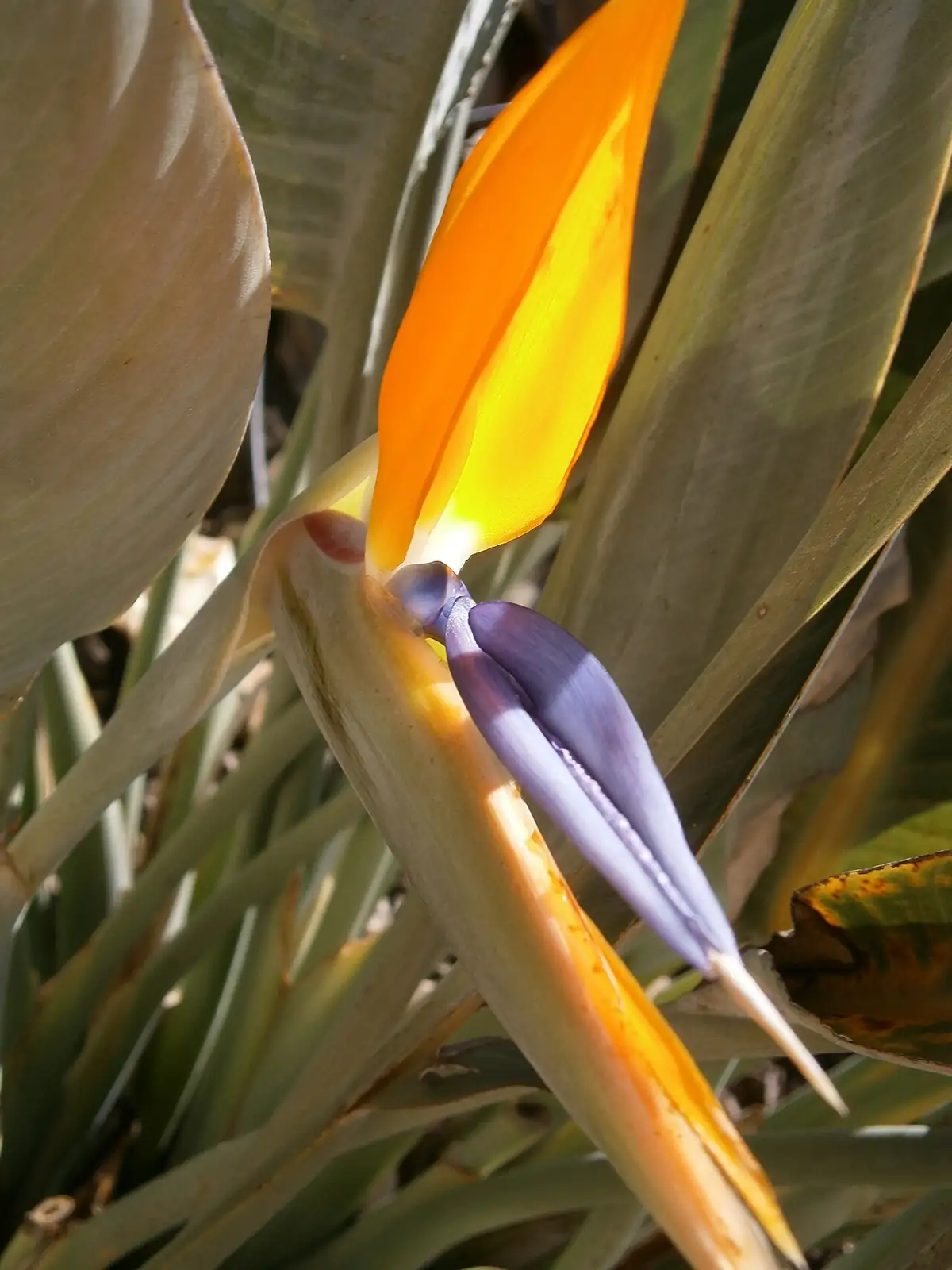 鹤望兰 (Strelitzia reginae) — 更多视角
