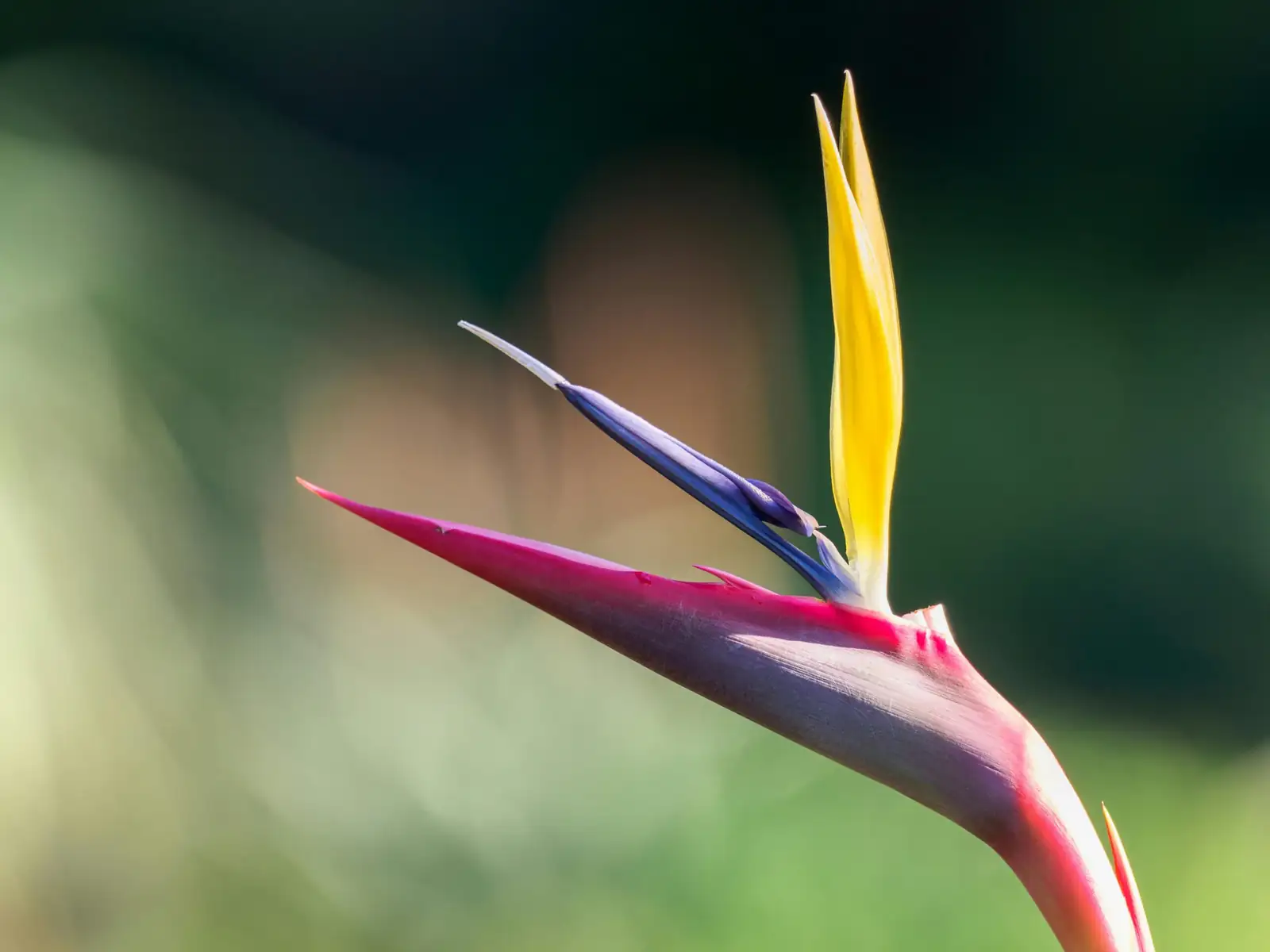 鹤望兰 (Strelitzia reginae) — 细节