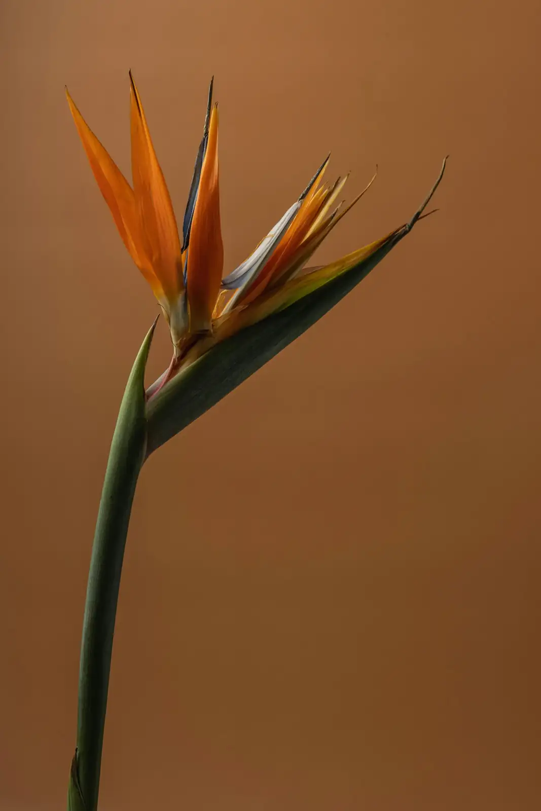 鹤望兰 (Strelitzia reginae) — 特写