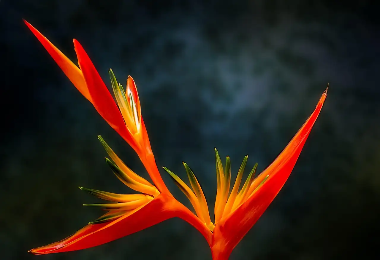 鹤望兰 (Strelitzia reginae) — 环境展示