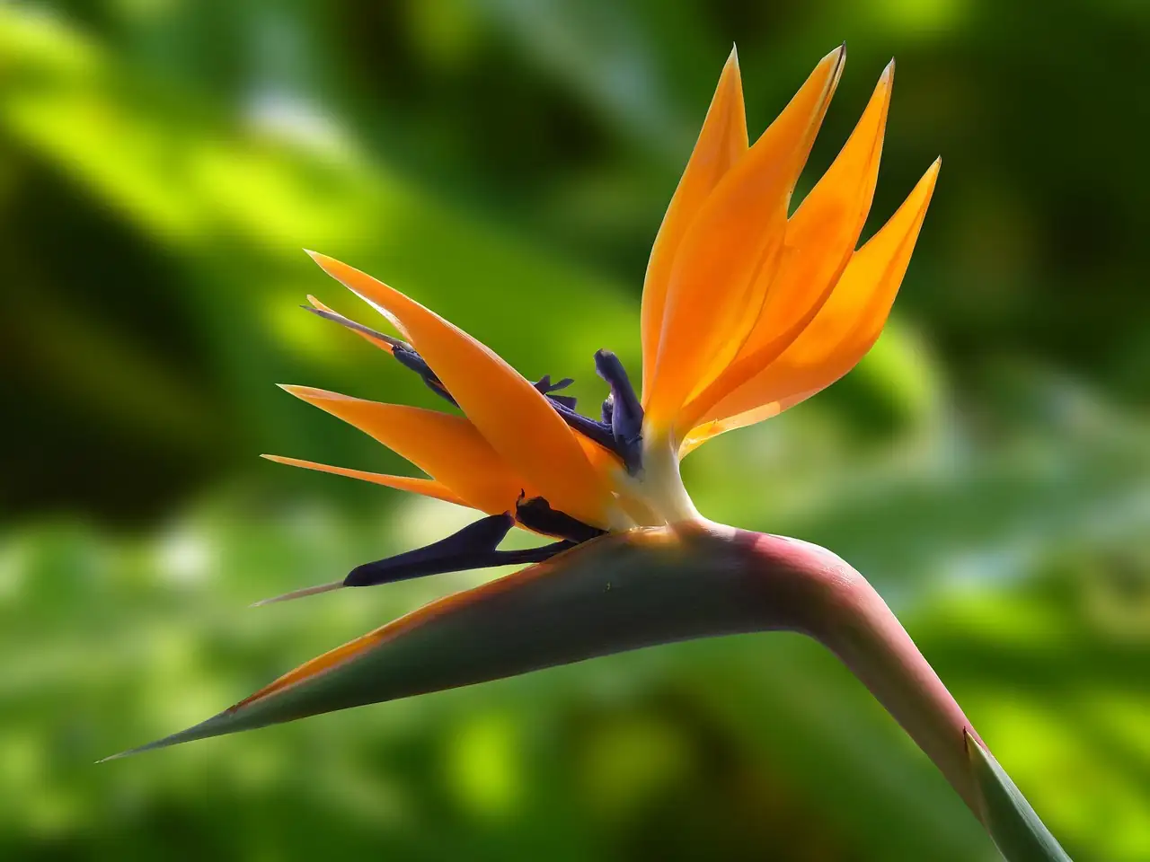 鹤望兰 (Strelitzia reginae) — 更多视角