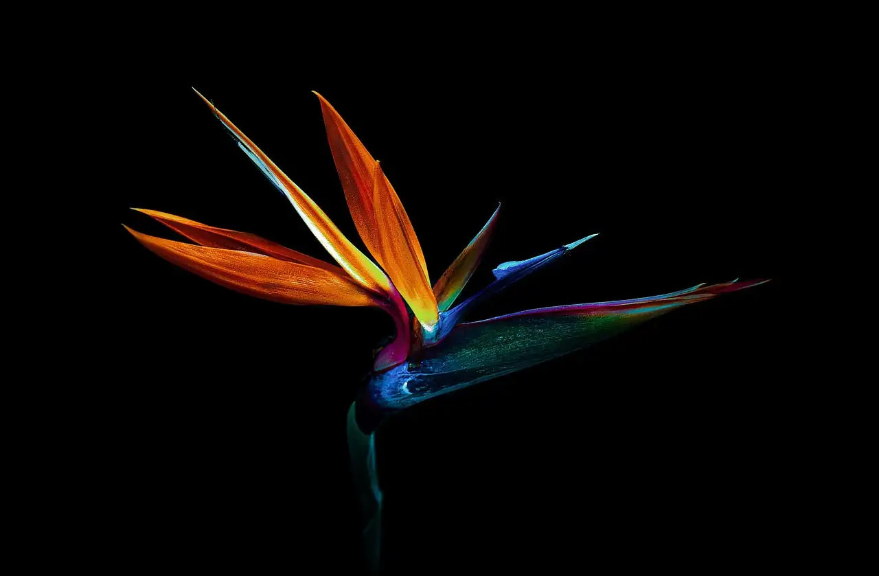 鹤望兰 (Strelitzia reginae) — 更多视角