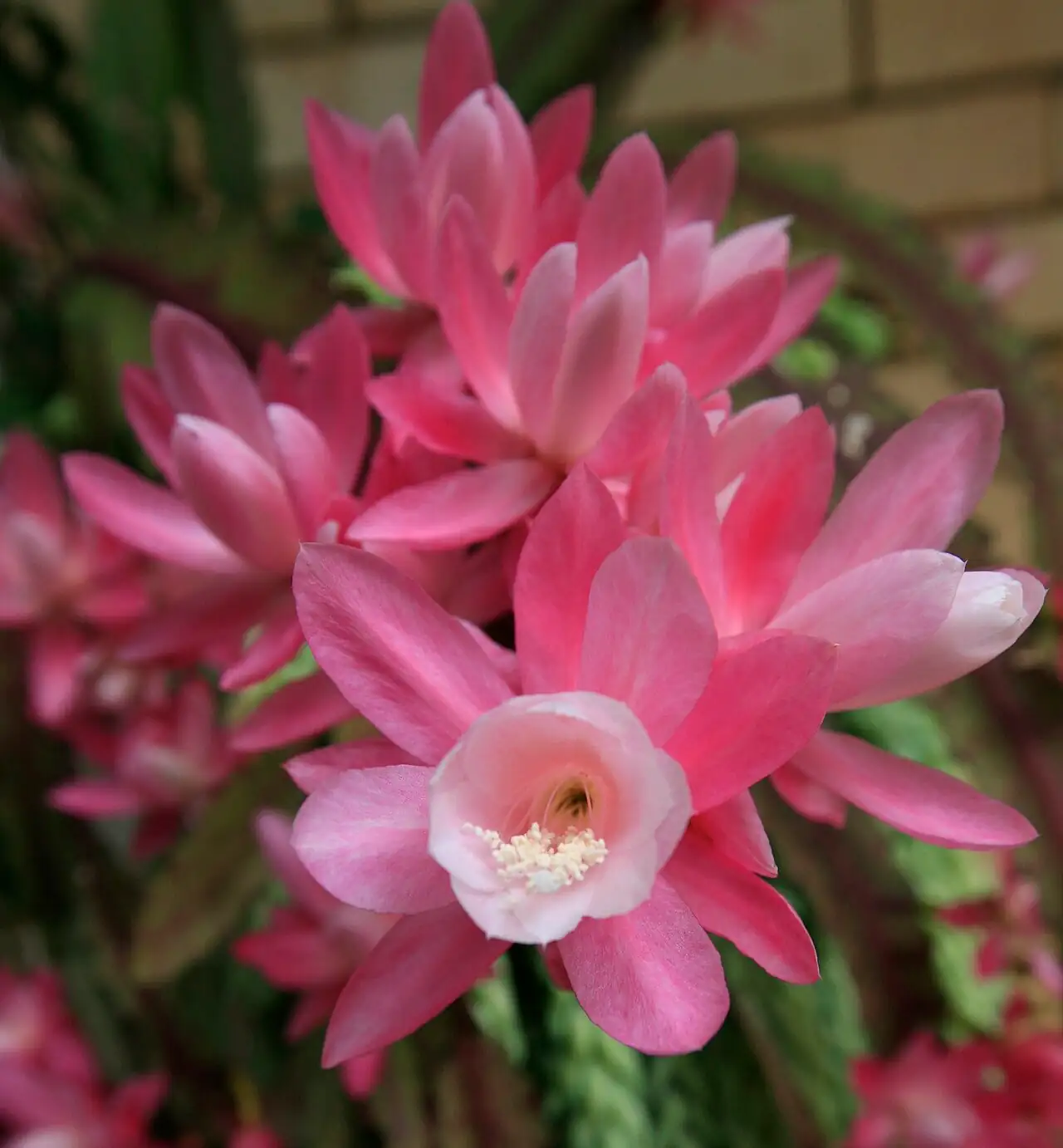 令箭荷花 (Disocactus phyllanthoides) — 细节