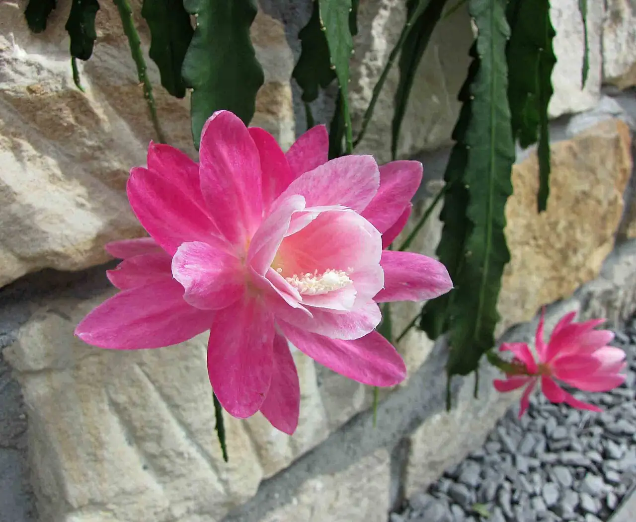 令箭荷花 (Disocactus phyllanthoides) — 特写