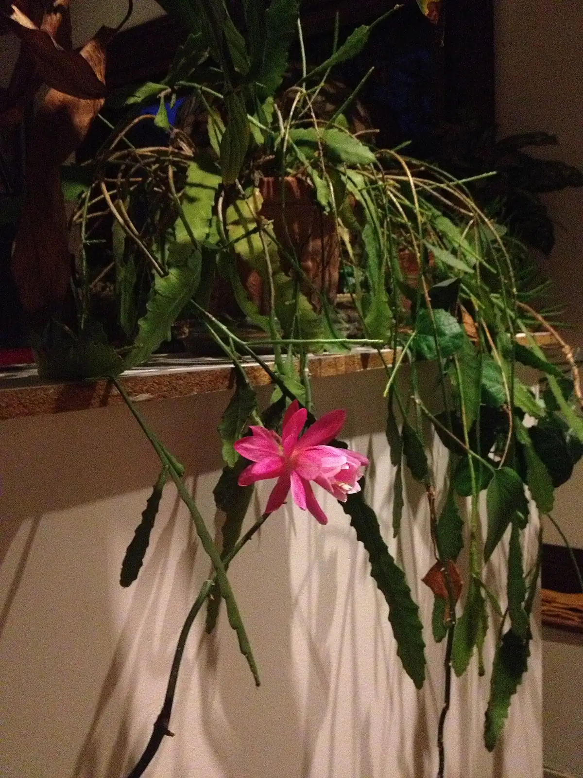 令箭荷花 (Disocactus phyllanthoides) — 环境展示