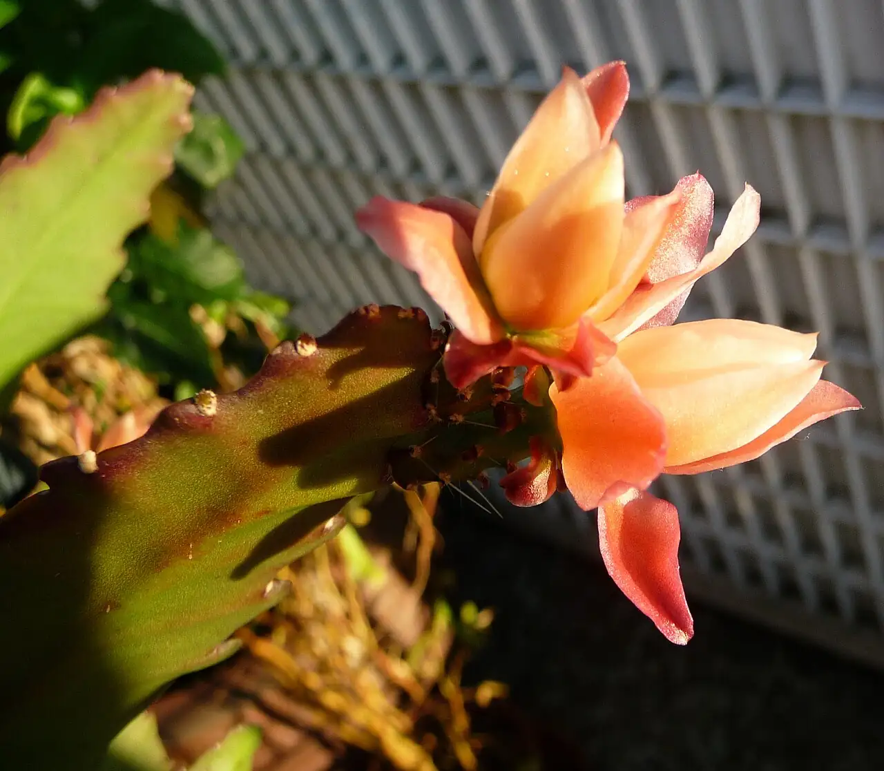 令箭荷花 (Disocactus phyllanthoides) — 更多视角