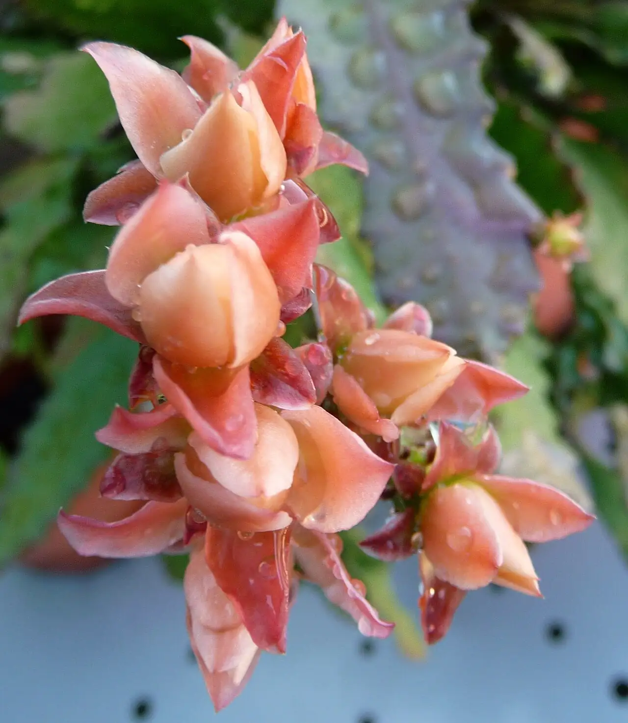 令箭荷花 (Disocactus phyllanthoides) — 更多视角