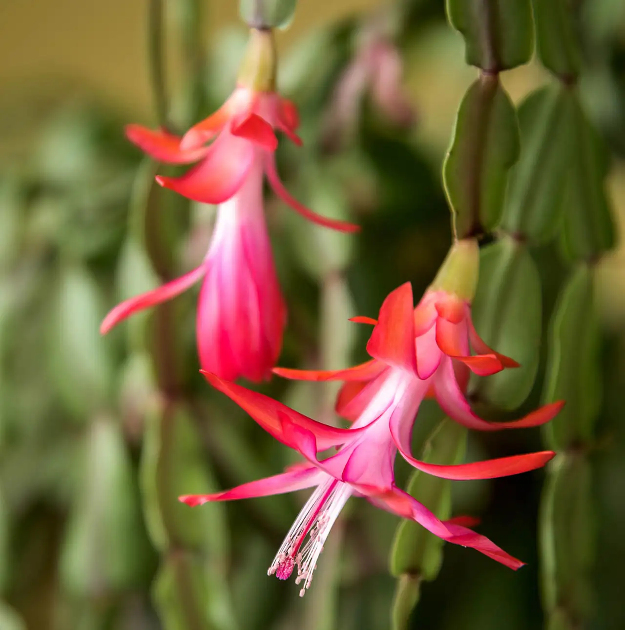 仙人指 (Schlumbergera × buckleyi) — 细节
