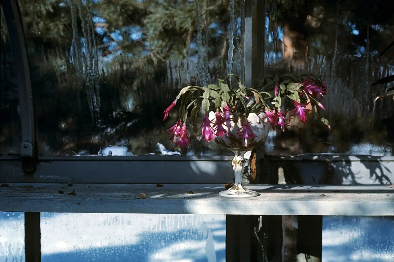 仙人指 (Schlumbergera × buckleyi) — 更多视角
