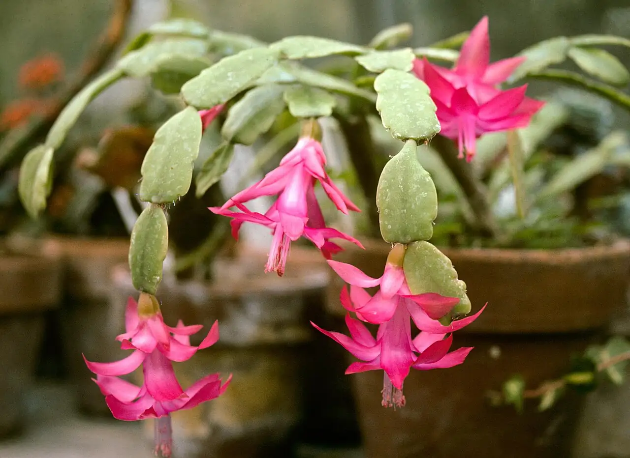 仙人指 (Schlumbergera × buckleyi) — 更多视角